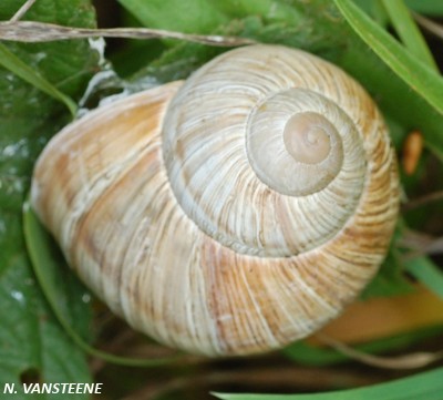 Helix pomatia